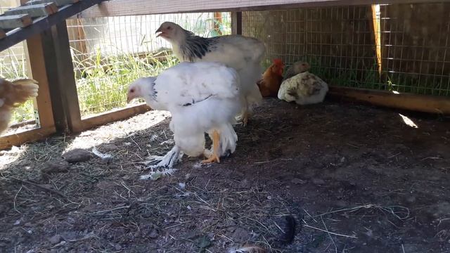 Брама Светлая Колумбийская//3 месяца. смотреть онлайн