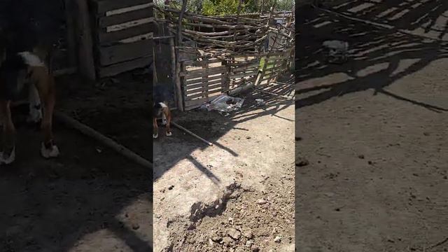 Волкодавы Дагестана смотреть онлайн