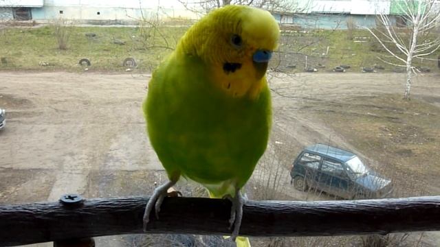 Линяющий попугай//Линька у волнистого попугая смотреть онлайн