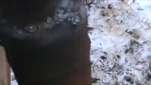 Воскотопка. Воск. Воскотопка своими руками. Паровая воскотопка на реактивной тяге! смотреть онлайн