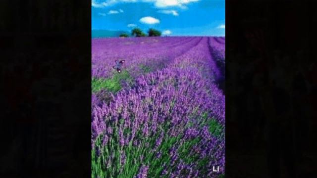 SHELBY FLINT LAVENDER BLUE смотреть онлайн