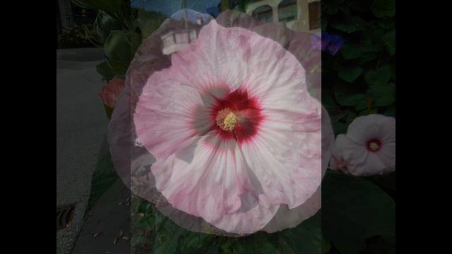 Hibiscus moscheutos (Seedlings 2018) смотреть онлайн