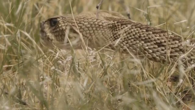 ЗМЕЯ Глотает ЗМЕЮ! Вот Что Было Дальше... смотреть онлайн