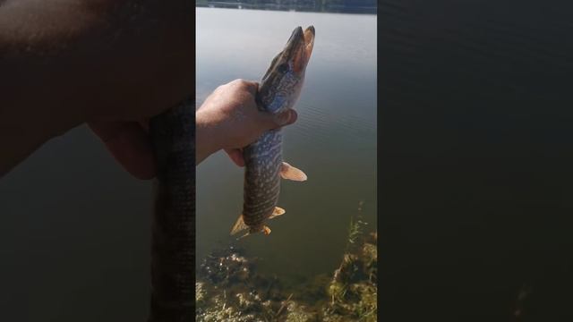 тейл-спиннер мой продолжает ловить смотреть онлайн