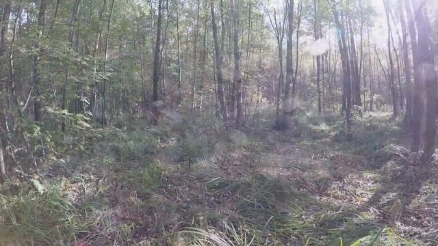 ОПЯТА ОТХОДЯТ КОНЕЦ СЕНТЯБРЯ MUSHROOMS LEAVE END OF SEPTEMBER смотреть онлайн