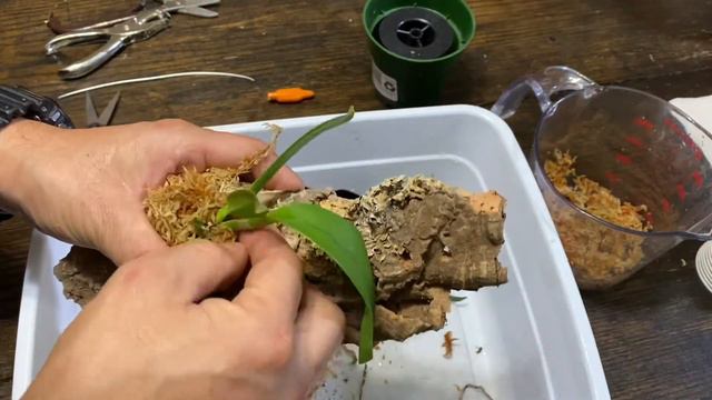Mounting Cattleya labiata seedling смотреть онлайн