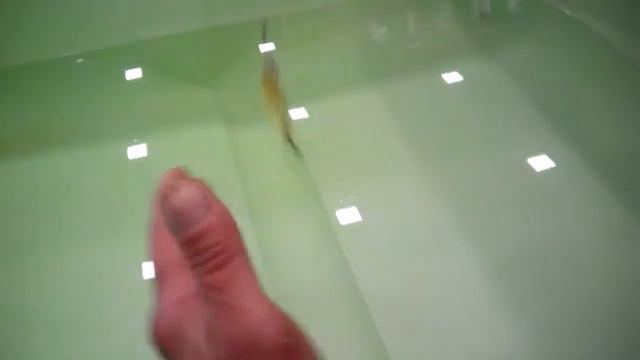 Видео игра #взаброс #колеблющаяся #блесна #КолебалкаПитер #Темза смотреть онлайн