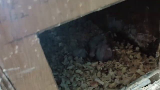 Patchless Cockatiel 5 Best Pairing And Results For Beginner @ShehbazBirds смотреть онлайн