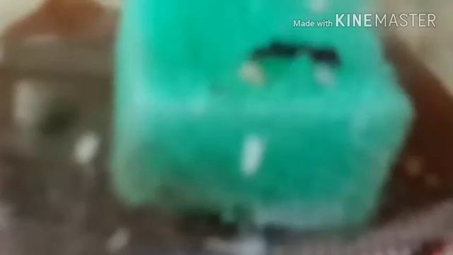 Моя матка муравьёв отлажила 2 кладки яиц