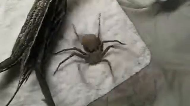 Как паук ложиться спать)))))) смотреть онлайн