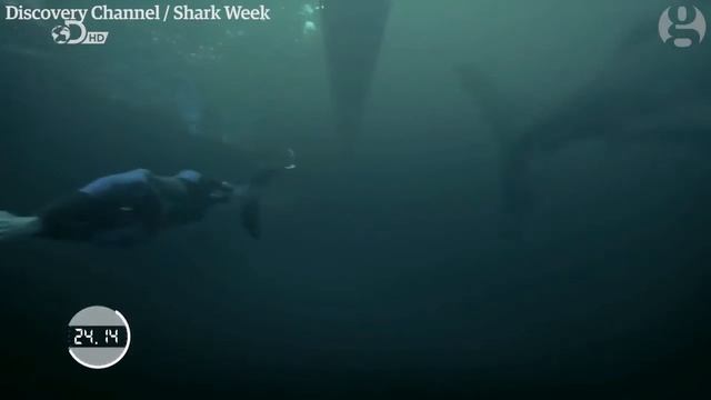 Michael Phelps vs Fake Shark смотреть онлайн