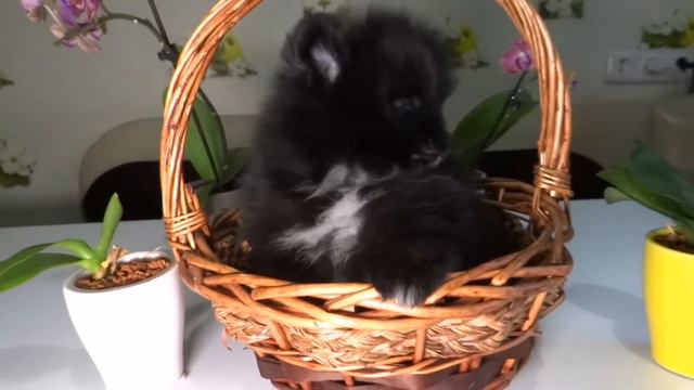 Мальчики мини померанского шпица. Чёрный с белым дизайнерским окрасом. смотреть онлайн