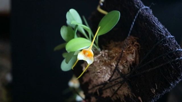 Masdevallia strobelii смотреть онлайн
