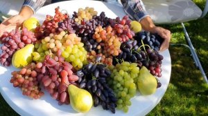 Топ 10 сортов винограда