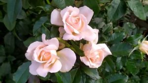 АРОМАТНЫЕ СОРТА РОЗ. ОБЗОР 15 ЛУЧШИХ