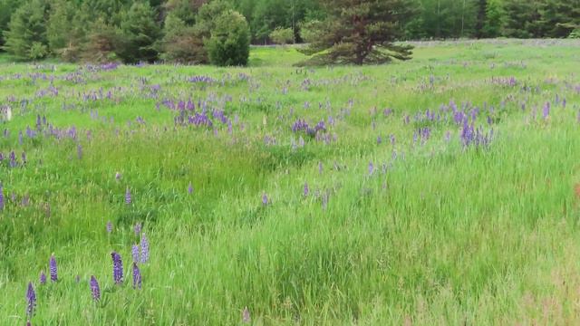 There is a beautiful field of Lupine's in Washburn! смотреть онлайн
