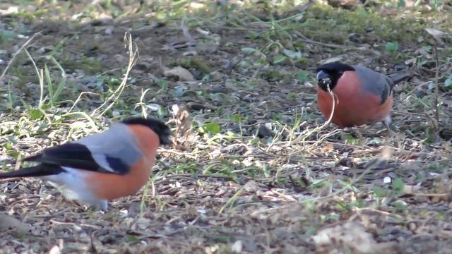 BULLFINCH & NUTHATCH Calling & singing - Pyrrhula pyrrhula Sittidae смотреть онлайн
