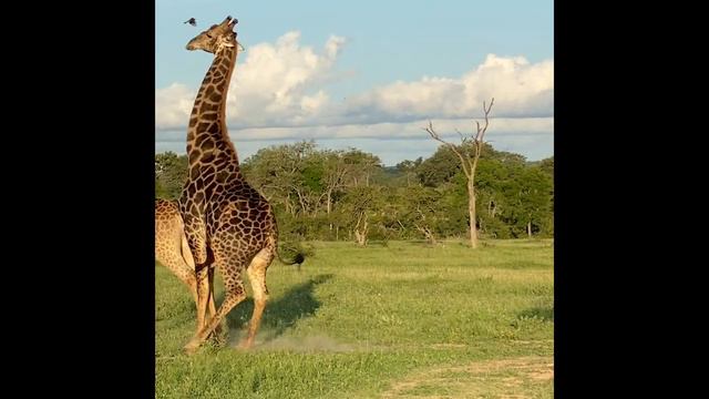 Giraffes Mating - Londolozi TV смотреть онлайн