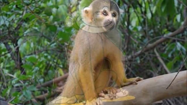 ?????? Los Sonidos de los Animales | Animales de la Granja | Aprendiendo los Animales смотреть онлайн