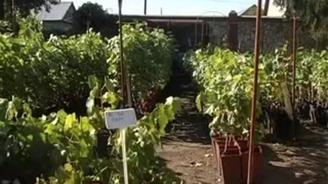 Технические сорта винограда смотреть онлайн