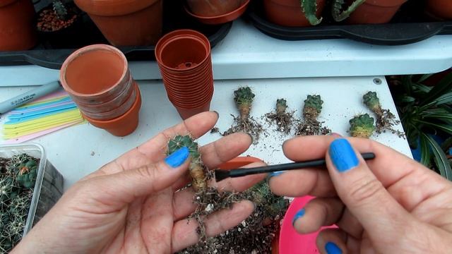 Potting up Coryphantha Cactus Seedlings - Pricking out & Planting & Tips смотреть онлайн