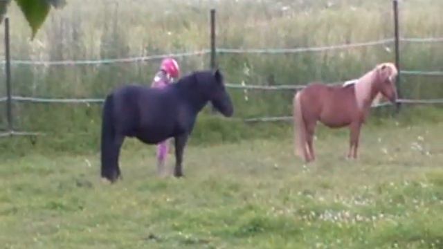 Eva's rodeo1 (funny) Ева оседлала пони 1(смешно) 1 смотреть онлайн
