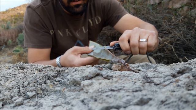 HOW TO USE ALOE VERA FOR SURVIVAL!!! GREAT MEDICINE!!! an AMAZING PLANT!! смотреть онлайн