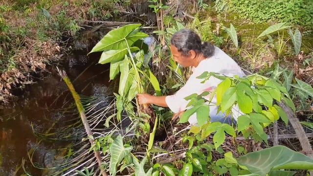 Panen Raya Alocasia Spesies Kalimantan Di Surga nya alocasia tropical borneo смотреть онлайн