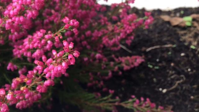 The Heather flower is so tiny and beautiful. Cả nhà đã nghe qua tên hoa Thạch Nam chưa, đẹp ghê luô смотреть онлайн