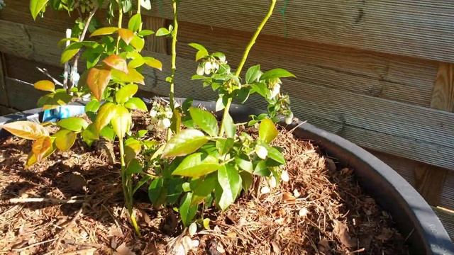 Голубика Дарров и Полярис разница в развитии смотреть онлайн