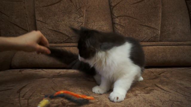 Котенок Isami, питомник мейн-кунов в Воронеже Buycatme смотреть онлайн