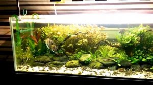 Аквариум травник с элементами акваскейпа 1500*500*500мм