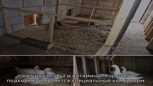 Когда начинают нестись гуси смотреть онлайн