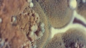 ОТКУДА БЕРЁТСЯ ПЛЕСЕНЬ?ИНТЕРЕСНЫЕ ФАКТЫ.