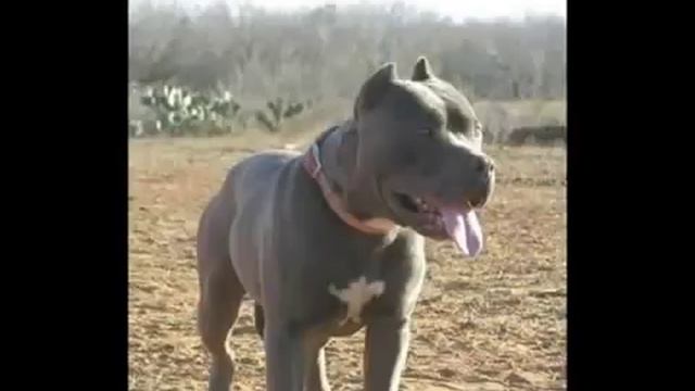 Лучшие бойцовые собаки ТОП 10... смотреть онлайн