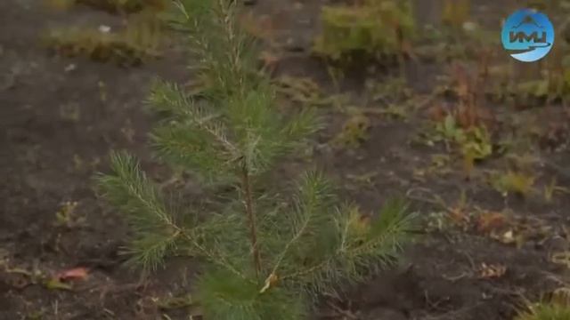 Высадка деревьев "Сохраним лес" смотреть онлайн