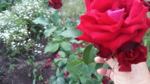 Роза Ломоносов, Новалис и др. 7 августа 2022 г.