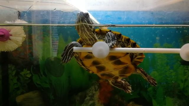 Красноухая черепаха Коржик немного о содержании смотреть онлайн