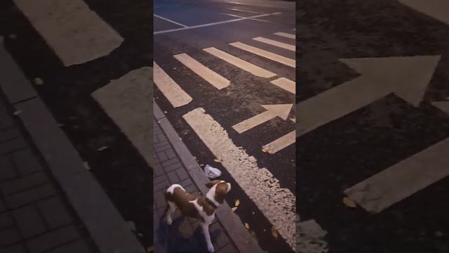 Команда "Дорога", как научить щенка переходить дорогу. Эстонская гончая, Шанель. Проверяем лайфхаки смотреть онлайн