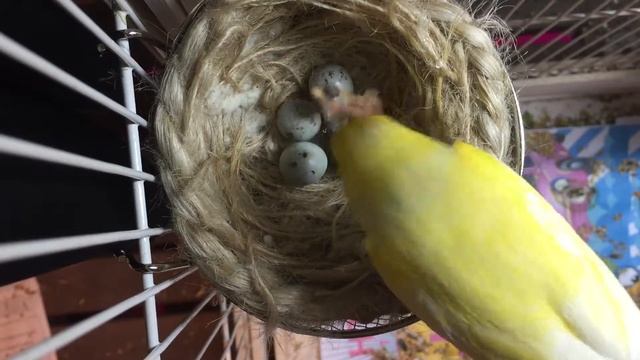 Птенец Канарейки вылупился из яйца смотреть онлайн
