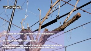 Уход за Виноградом Весной - Сроки Обработки - ВЕСЕННИЕ РАБОТЫ С ВИНОГРАДОМ