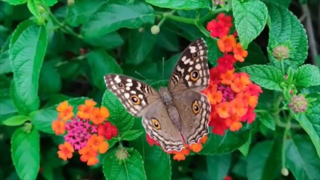 Mantra So Purkh - O mantra do Amor смотреть онлайн