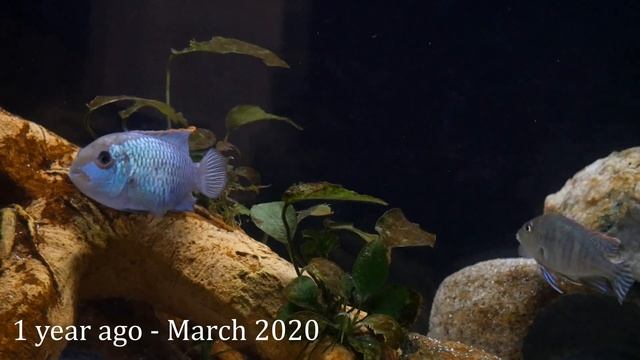 Electric Blue Acara | Growth Rate & Evolution смотреть онлайн