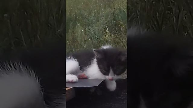 Бедные котята. смотреть онлайн