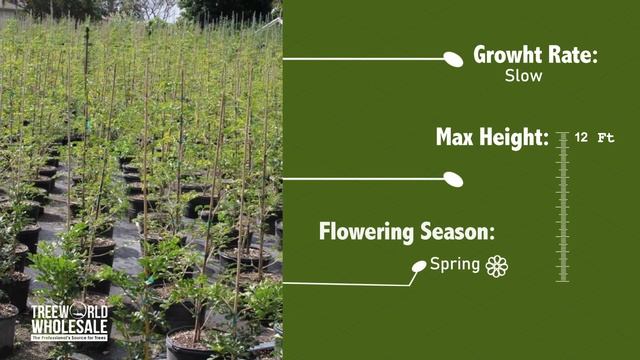 Guaiacum Sanctum - Lignum Vitae смотреть онлайн