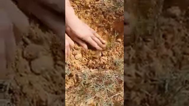Вот как находят и откапывают трюфели смотреть онлайн