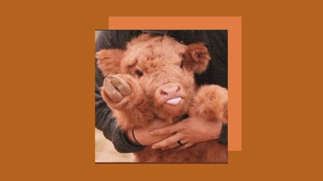 moo! [SLOWED + REVERB] - doja cat смотреть онлайн