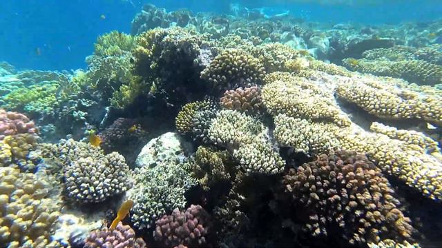 Египет 2019///Hotel Fantazia Resort Marsa Alam 5*/// Марса Алам ...отель Фантазия резорт 5*. смотреть онлайн