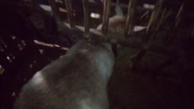 Как определить что коза беременна? смотреть онлайн