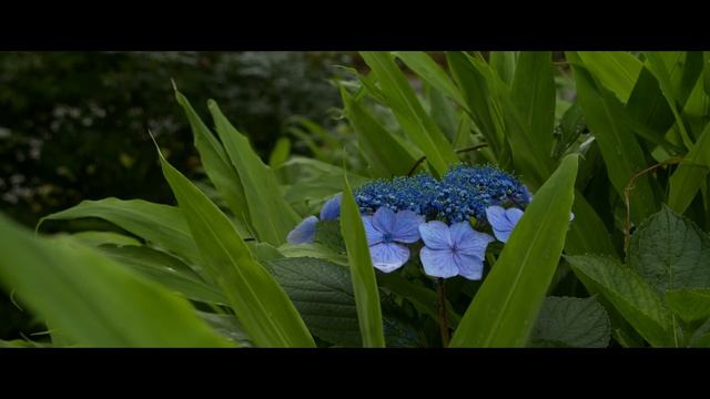 BMPCC4K    LUMIX G X VARIO 12-35mm F2.8 II ASPH    Moza Air 2   2020 07 12